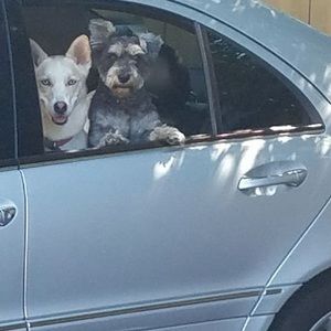 Meet your Posher, Salvador